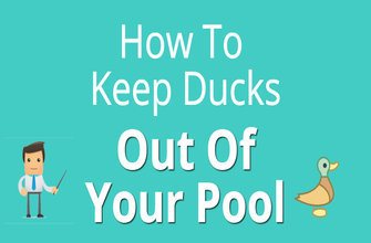 keep ducks out of pool