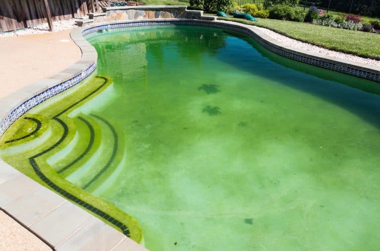 The 10 Best Pool Algaecides (2022 Reviews) Pool Care Guy